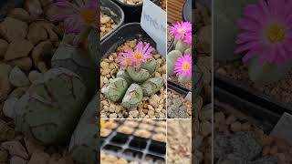 다육이 conophytum 코노꽃나니다육힐링 [upl. by Aikemot]