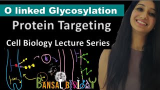 O Linked GlycosylationGolgi ApparatusProtein TargetingCell BiologyUnit IILife ScienceCsirnet [upl. by Sher673]