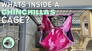 What Do Chinchilla Cages Need  The Official Chinchilla Care Series [upl. by Eno889]