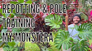 Monstera Makeover  How to Repot and Pole Train Your Monstera Plant [upl. by Natie]