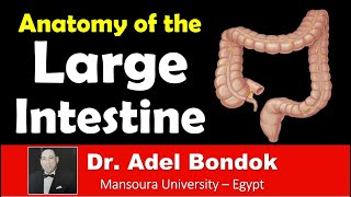 Anatomy of the Large Intestine Dr Adel Bondok [upl. by Oniger]