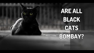 Are All Black Cats Bombay Cats Don’t Be Fooled  Is my cat a Bombay or just a black cat [upl. by Darken]