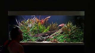 BIG UPDATE ON MY BEST AQUARIUM  NEW FISH AND PLANTS [upl. by Yadsnil847]