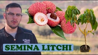 Seminare Litchi Facilmente  Metodo Rapido Successo 100 [upl. by Ledif]