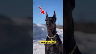 Cane Corso vs Doberman Which İs Stronger [upl. by Aicekat]