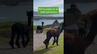 What makes hiking in Donegal even more special alpaca [upl. by Aenit]