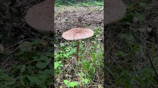 Edible Beautiful Parasol Musrhoom trending nature viralvideo fungus yummyfood yummy cooking [upl. by Adnirim]