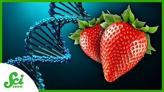 Why Do Strawberries Have Eight Copies of Their Genes [upl. by Khan]