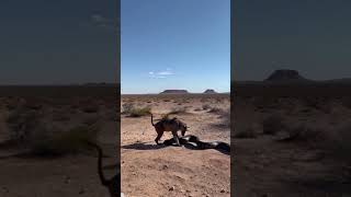 The baboon was fighting with the python when the eagle flew downpython anime wildlife [upl. by Elliott]