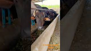 YTPATIL DAIRY FARM [upl. by Christalle]