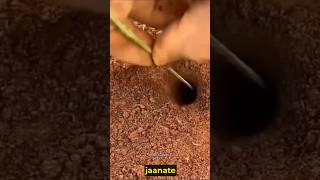 Ant Colonies shorts trending viralvideo [upl. by Eugine]