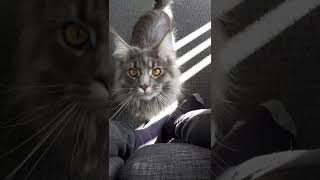 Maine Coon Cat Trills and Demands To Play Fetch Super Vocal Cat [upl. by Neeliak668]