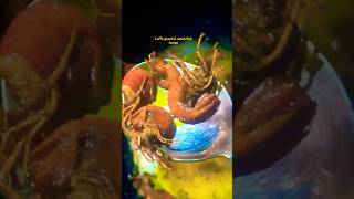 Luffa gourdघिरौंला amp small fish food cooking foodie recipe prawns localfishstore [upl. by Cherice]