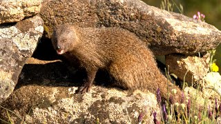 Baiting an Egyptian Mongoose [upl. by Erreit]