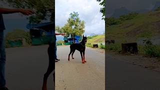 Doberman beauty doberman studmale dog doglover pets tamil european music [upl. by Arihas]