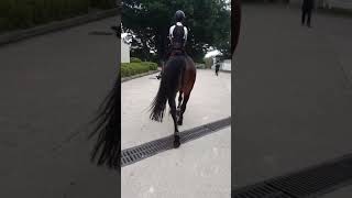 Horse Sounds Horse Hoof Sounds Walking on Pavement shorts [upl. by Rinaldo]