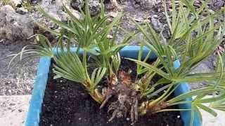 Serenoa repens  Saw Palmetto palm tree  May 18 2013 [upl. by Anaul]