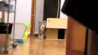 The BEST Stealth Cat with Scary Music [upl. by Trembly]