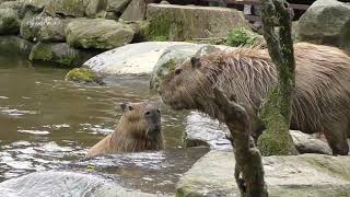 Feel The Intensity of This Capybara Fight [upl. by Hepsoj554]