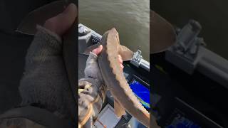 SURPRISE Sturgeon While Walleye Fishing fishing walleye minnesota fish sturgeon riverfishing [upl. by Mccomb641]