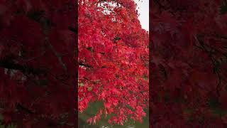 The beauty of Autumn colours at Stourhead shortvideo [upl. by Jarrow]