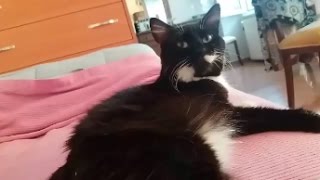 Brownie the cat trilling  Cutest voice [upl. by Humpage]