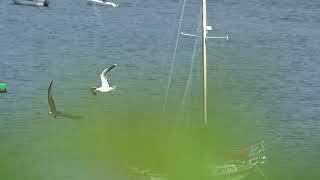 Great Blackbacked Gull vs Osprey AERIAL PURSUIT [upl. by Ardnasirhc992]