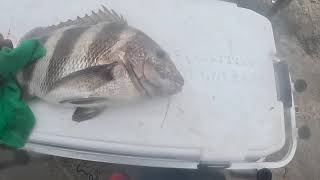 Sheepshead fishing over at the Packery Channel in Corpus Christi TX Fish on babbbyyy [upl. by Eynobe362]