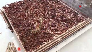 Automatic tray cake cutting machine Frozen mousse ChocolateSponge cake Wholesale cake trend [upl. by Manolo]