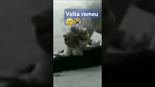 Levanta romeu não se vá 🥺😭 [upl. by Lynnelle251]