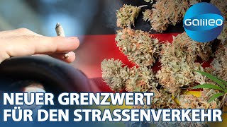 CannabisLegalisierung Die Herausforderung eines neuen Grenzwertes [upl. by Bor]