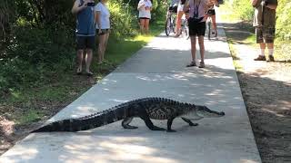 Alligator  Huntington Beach State Park [upl. by Medora210]