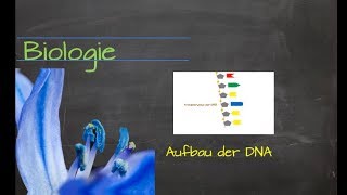 Aufbau der DNA [upl. by Theola878]