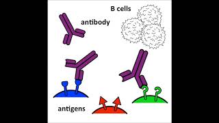 Antibodies  an introduction [upl. by Ardisi]