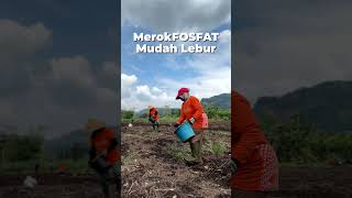 Alasan MerokeFOSFAT Cocok Untuk Pupuk Dasar [upl. by Nirot]