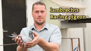 Stefaan Lambrechts racing pigeon  Master Pigeon Breeder in bemguim [upl. by Kilmarx877]