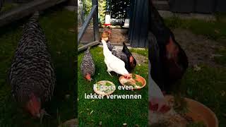 Kippen lekker verwennen dierendag [upl. by Jez805]