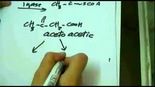 Biochemistry for 2nd grade  Lipids [upl. by Lesli119]