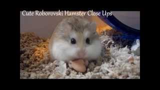 Cute Roborovski Dwarf Hamsters [upl. by Yendor]