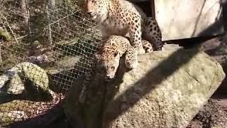 Persian leopards mating at Nordens Ark shorts [upl. by Bowerman]