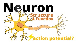 Structure and Function of a Neuron [upl. by Julian]