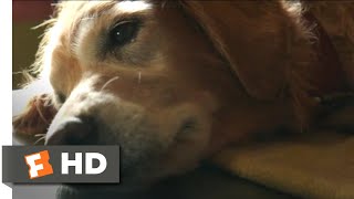 Go Behind the Scenes of A Dogs Purpose 2017 [upl. by Ihp624]