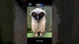 How Animals Look When Theyre Wet 😨 TheFact animals factsinhindi shortvideo wet owl [upl. by Kella]