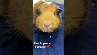 Cancers the worst 😭😭💔 guineapig [upl. by Niwre]