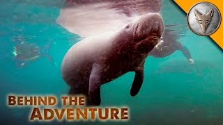 How to Swim with Manatees [upl. by Lectra]