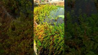 Multicolor Aquatic Plants [upl. by Ecnedac]