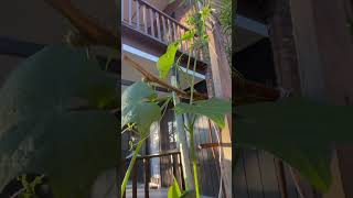 Growing chokos in my backyard choko 澳洲生活 佛手瓜 龍鬚菜￼ [upl. by Livvy]