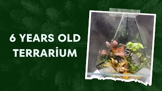 How I fixed a 6 year old terrarium😍🌿🌳 [upl. by Elac317]