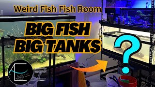 Fish Room Full of Long Bois ODDBALL FISH ROOM TOUR [upl. by Trixi]