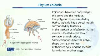 Phylum Cnidaria  Biodiversity amp EvolutionII  BT201Topic035 [upl. by Latisha294]